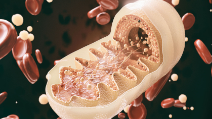 mitochondria
