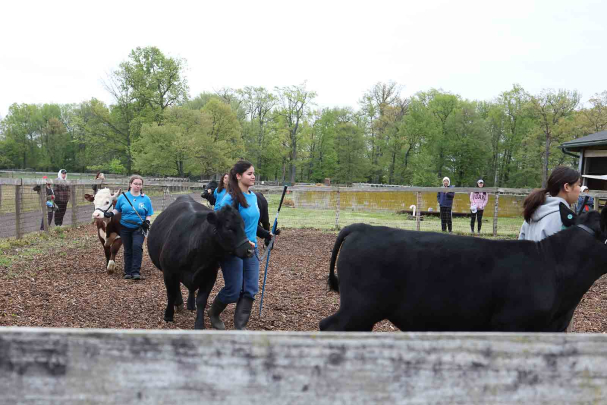 Students show off cattle they helped raise during Rutgers Day on Cook campus.