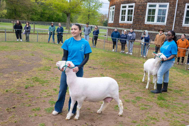 Rutgers students show sheep they helped raise during Rutgers Day on Cook campus.