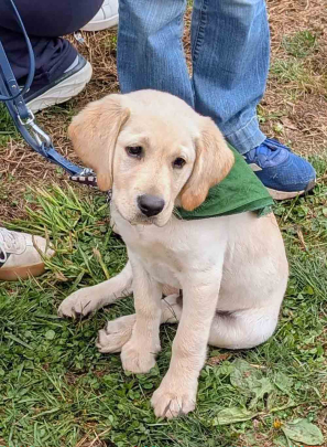 A seeing-eye puppy in training takes in Rutgers Day on Cook campus.